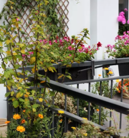 Prodaja balkonskega cvetja rogaska slatina